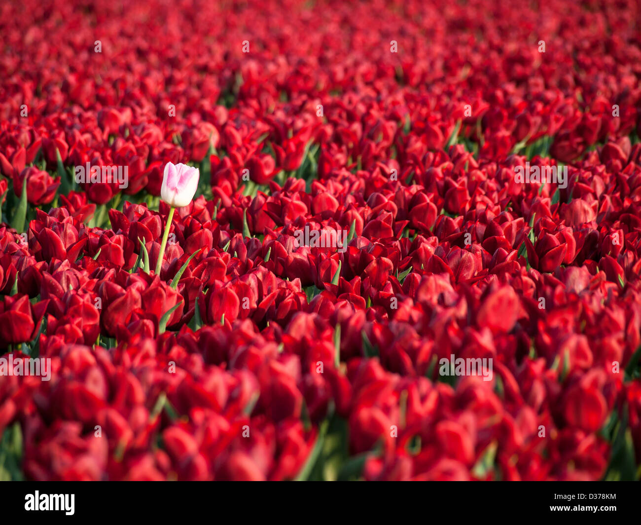 Tulpenfeld mit roten und weißen Tulpen Stockfoto