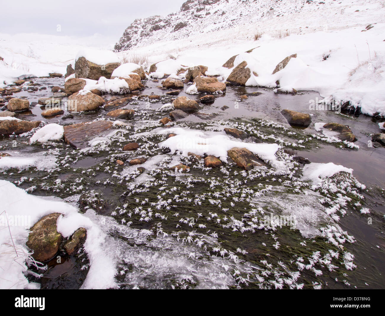 Eiskristalle auf Wasser Unkraut in einen Stream auf Crinkle Crags, Lake District, Großbritannien. Stockfoto
