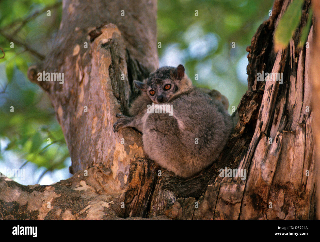 Weißfüßiger sportlicher Lemur alias Weißfüßiger Weasel Lemur oder Trockenbusch Weasel Lemur, Lepilemur leucopus, dösen in Baum-Madagaskar. Endemisch im Südosten Madagaskars Stockfoto