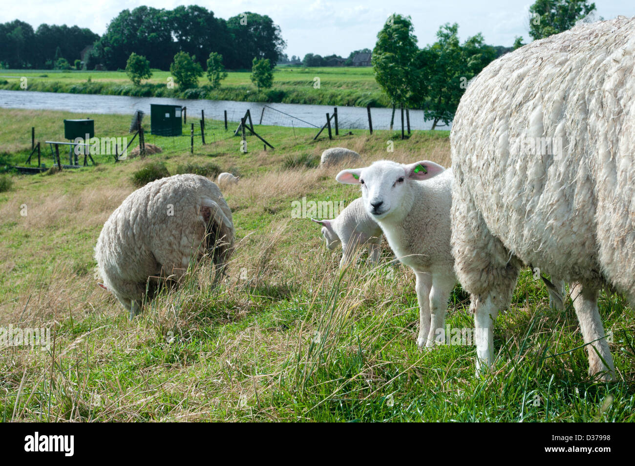 Lamm aus Behing eine ausgewachsene Schafe Stockfoto