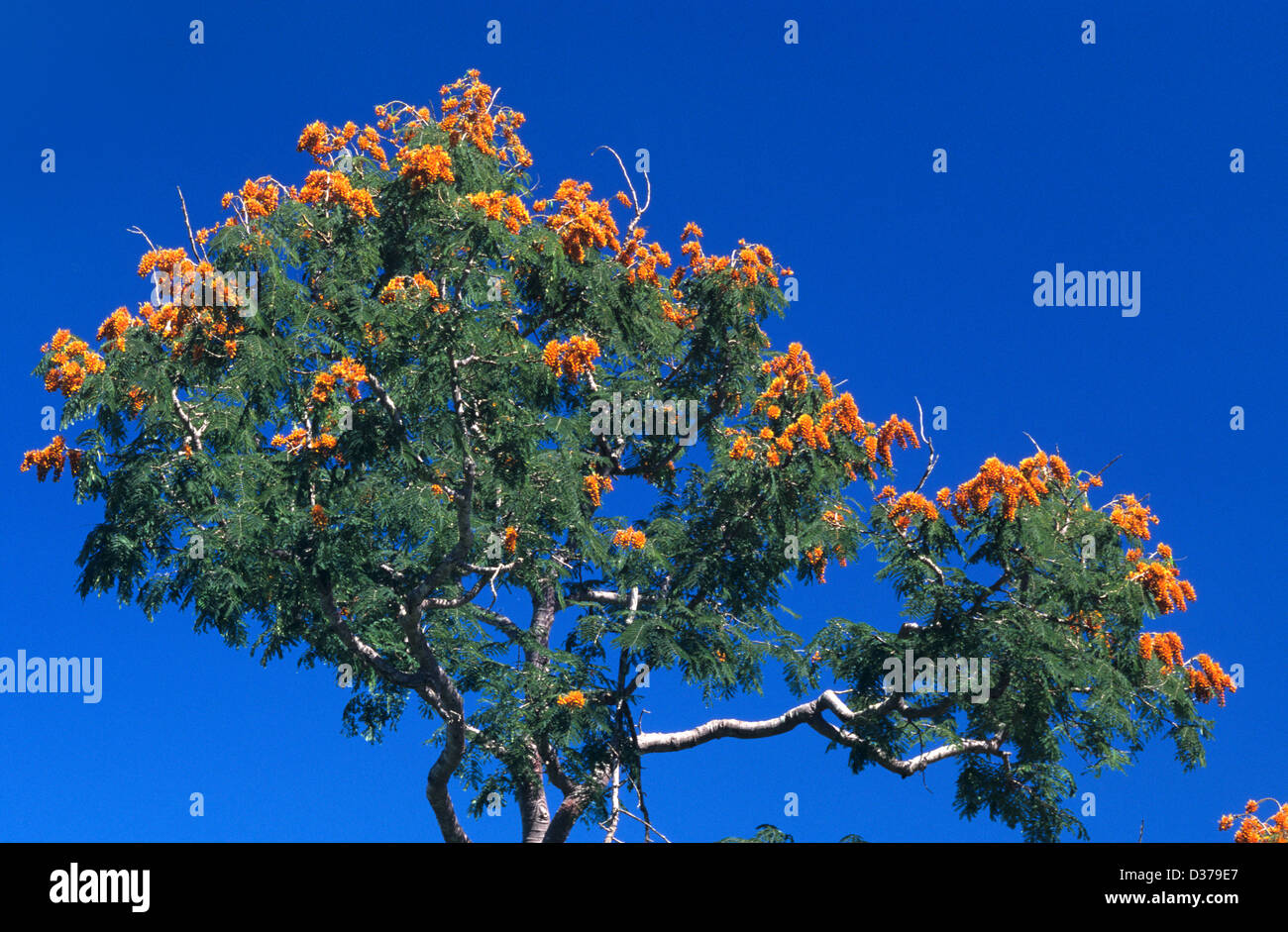 Colville's Glory Tree oder Whip Tree Colvillea racemosa endemisch in Madagaskar Stockfoto