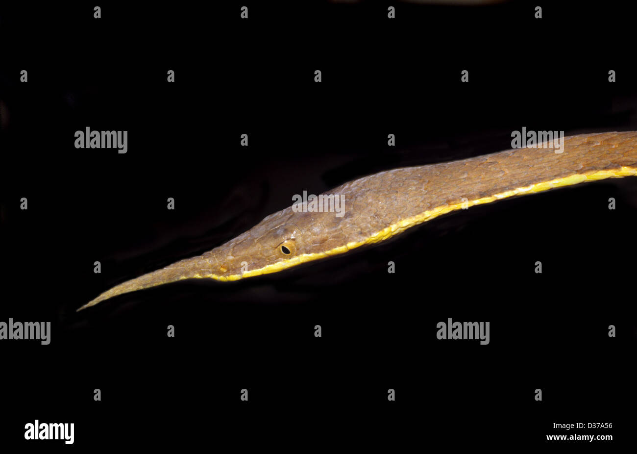 Porträt der männlichen Spitzschnauzenschlange, Madagaskar-Blattnasenschlange aka Malagasy-Blattnasenschlange oder Speernasenschlange. Langaha madagascariensis früher Langaha nasuta Madagaskar Stockfoto