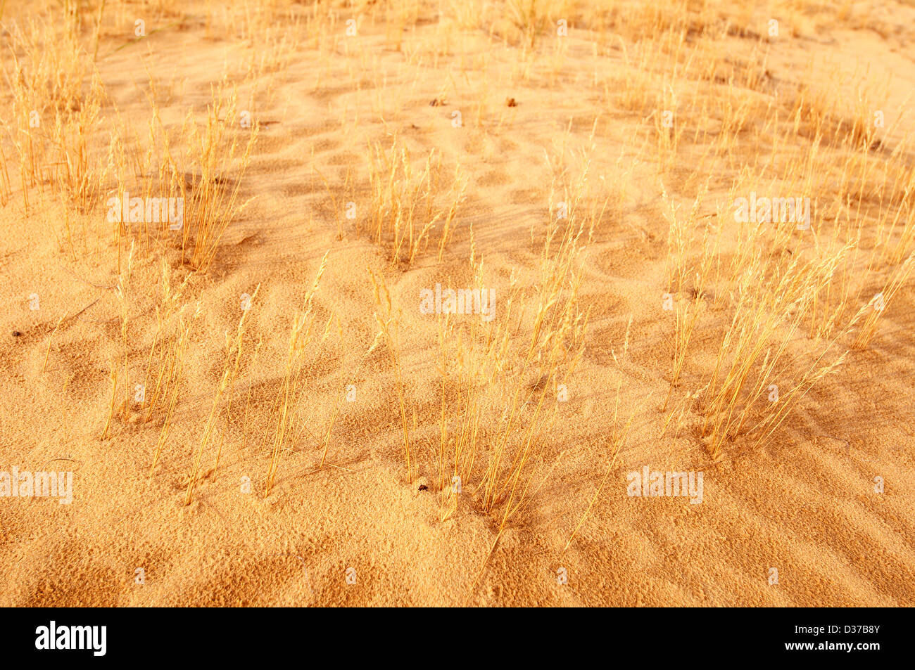 Desert Sands oder Oleshky Oleshky Wüste, die zweitgrößte Wüste Europas und das größte Sand in der Ukraine. Kherson Oblast, Ukraine Stockfoto