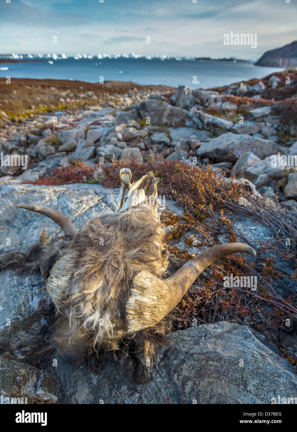 Leiter der Moschusochsen auf dem Felsen, Scoresbysund, Grönland Stockfoto