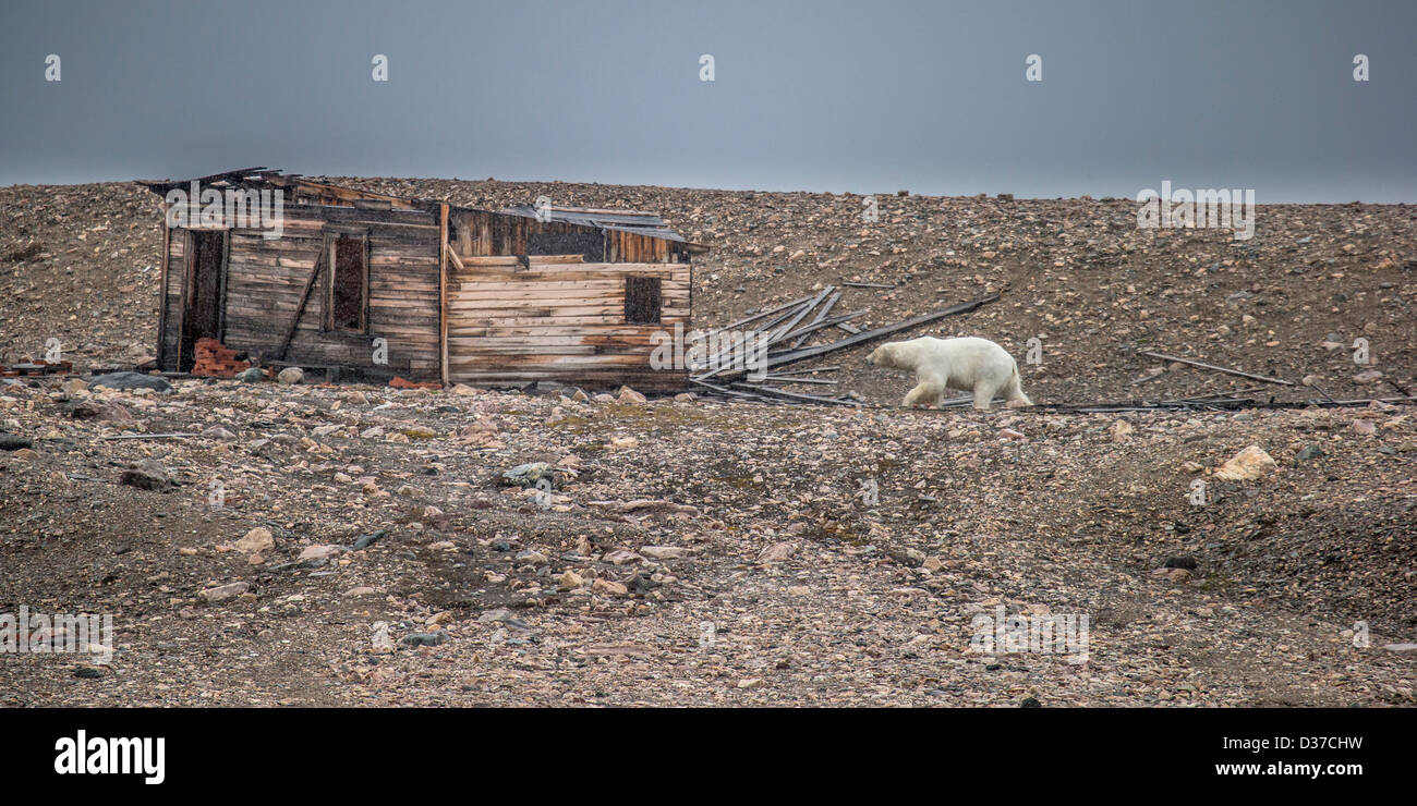 Eisbär mit alten Hütte, Spitzbergen, Norwegen erkunden Stockfoto