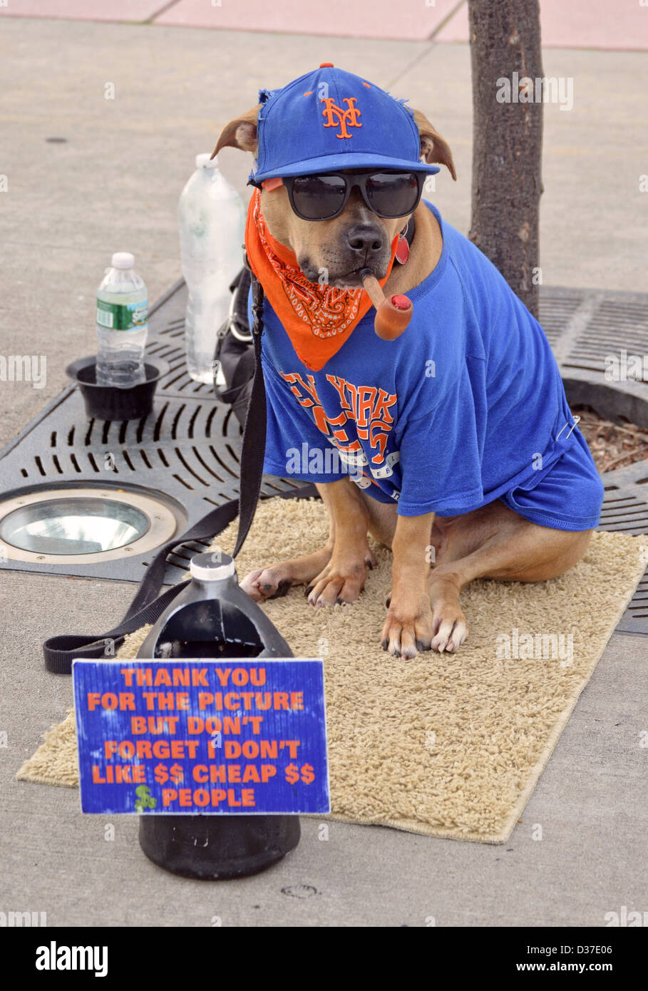 Kaffee der Hund sammeln Geld außerhalb der Citi Field in Flushing Queens, New York, Heimat der Mets Stockfoto