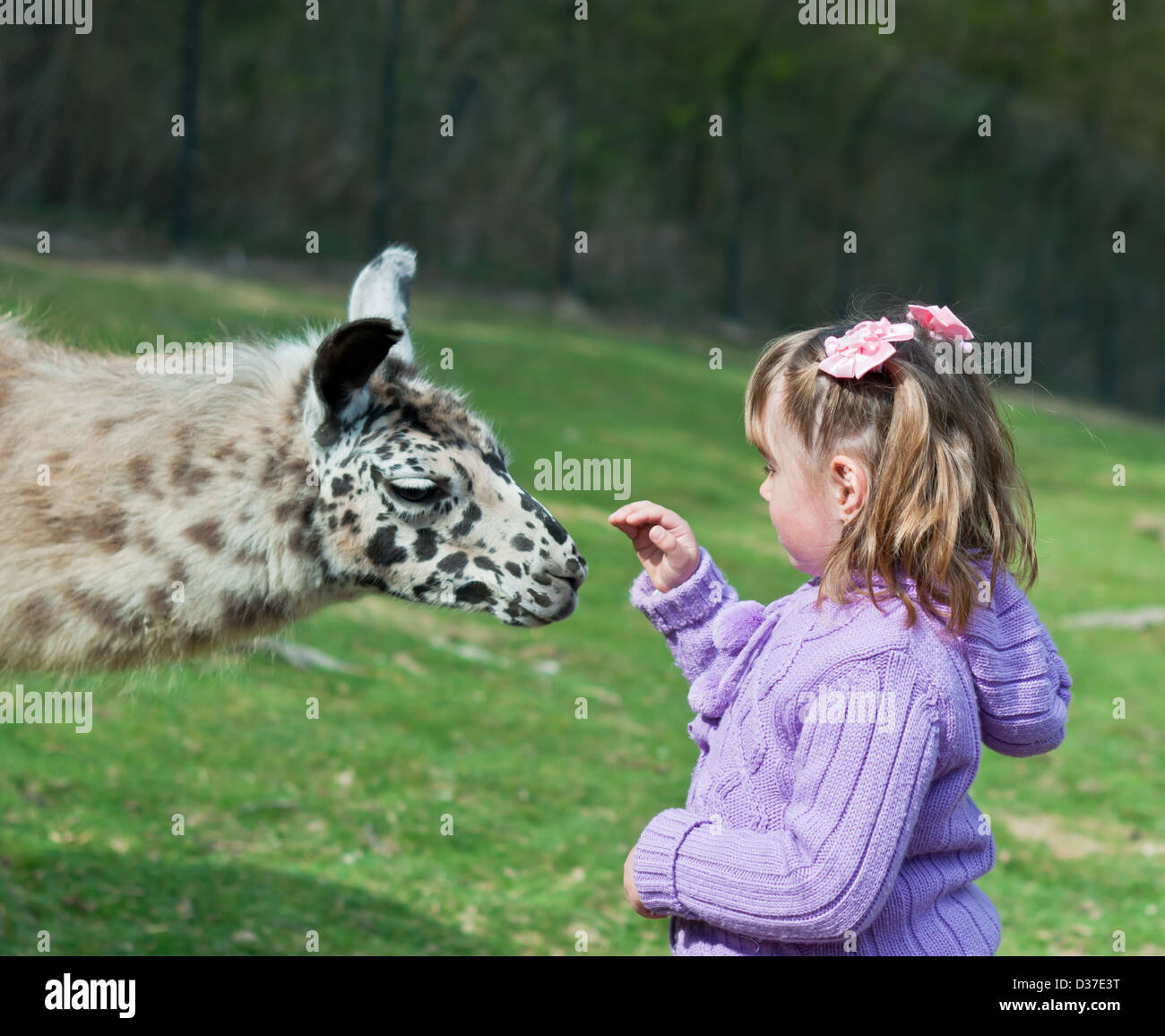 Kind, Alpaka, Zoo, Lama, Tier, Bauernhof, Landwirtschaft, Kindheit, braun, liebevoll, Horizontal, Säugetier, Portrait, Wiese, Tiere Stockfoto