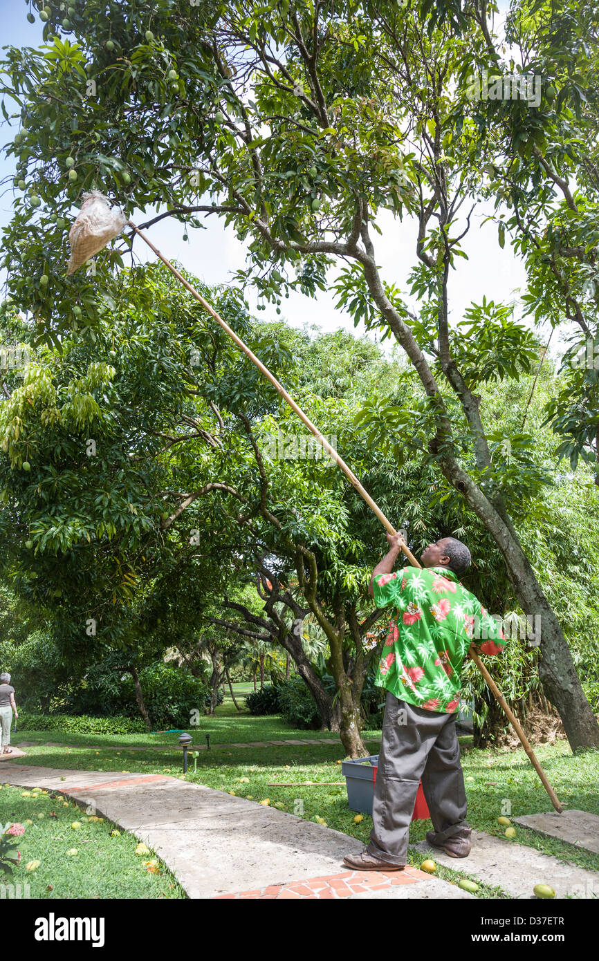 Mann mit einem Netz an einem langen Mast Mangos vom Baum in St Lucia, West Indies zu ernten. Stockfoto