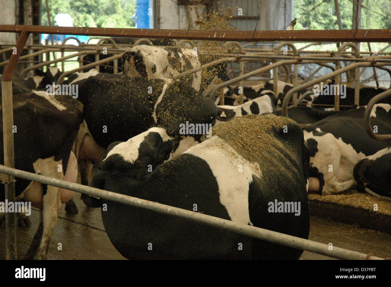 Kuh werfen Lebensmittel Stockfoto