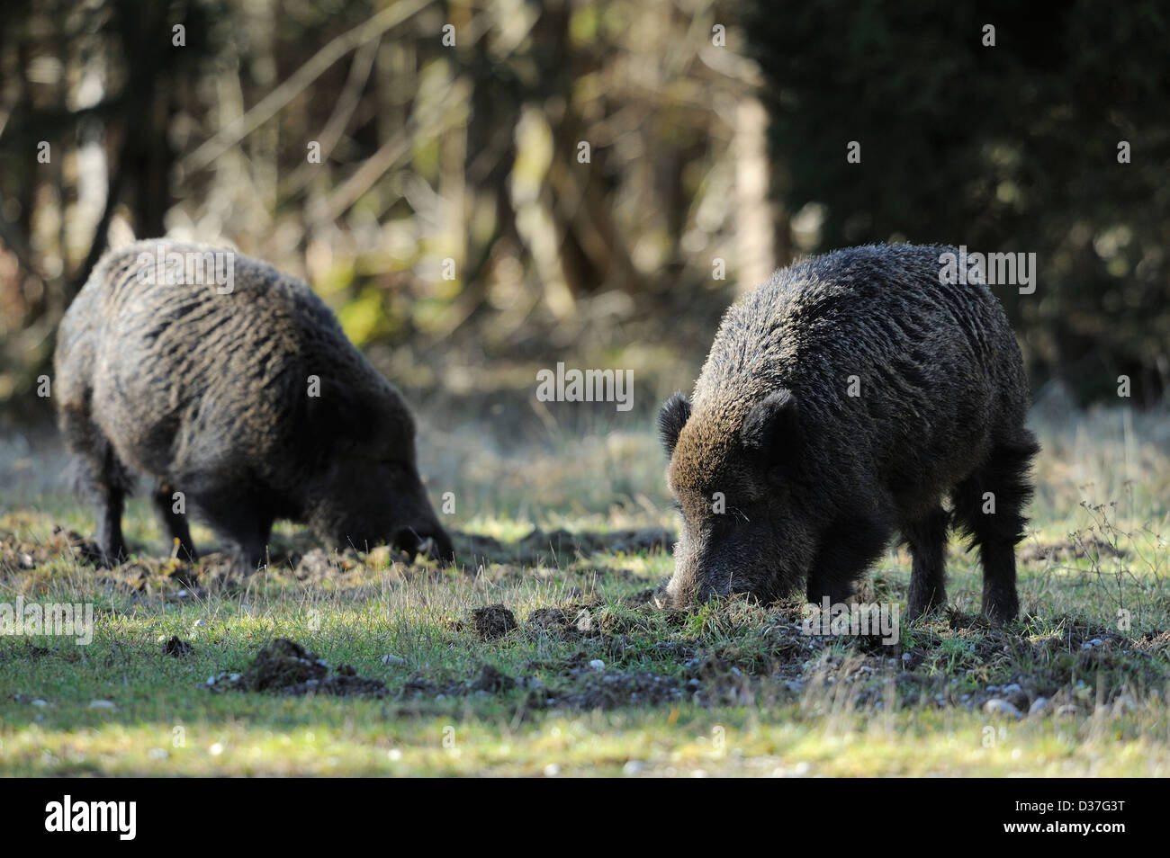 zwei Wildschweine füttern auf einer Wiese Stockfoto