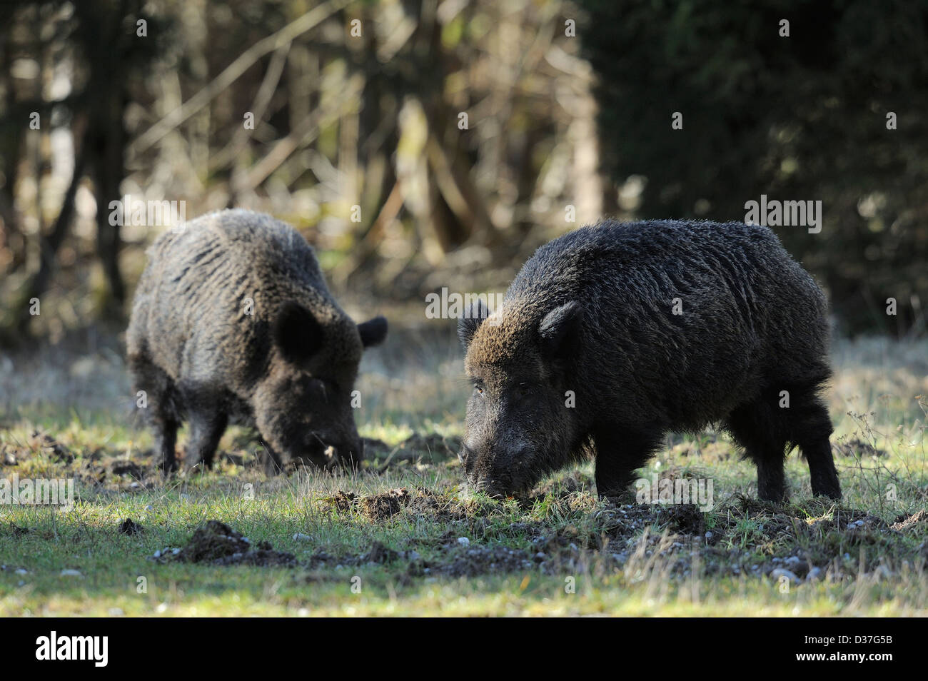 zwei Wildschweine füttern auf einer Wiese Stockfoto