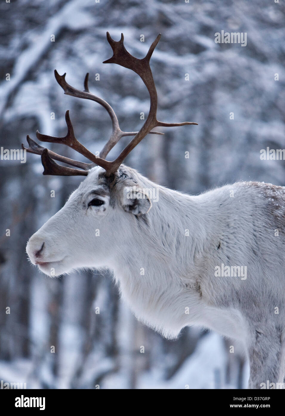 Porträt von Rentieren, Lappland Stockfoto