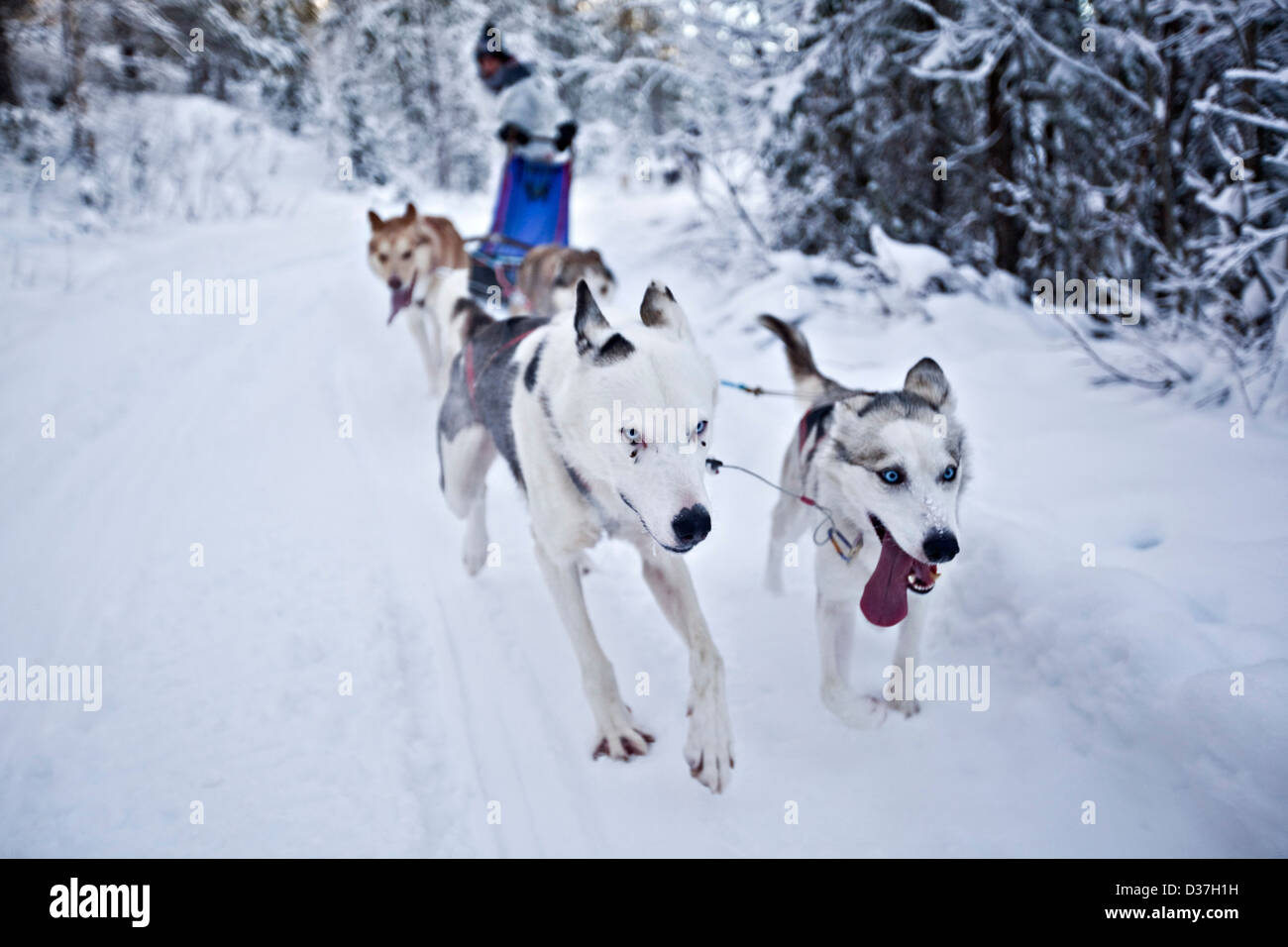 Huskies ziehen Schlitten entlang Schnee, Lappland Stockfoto