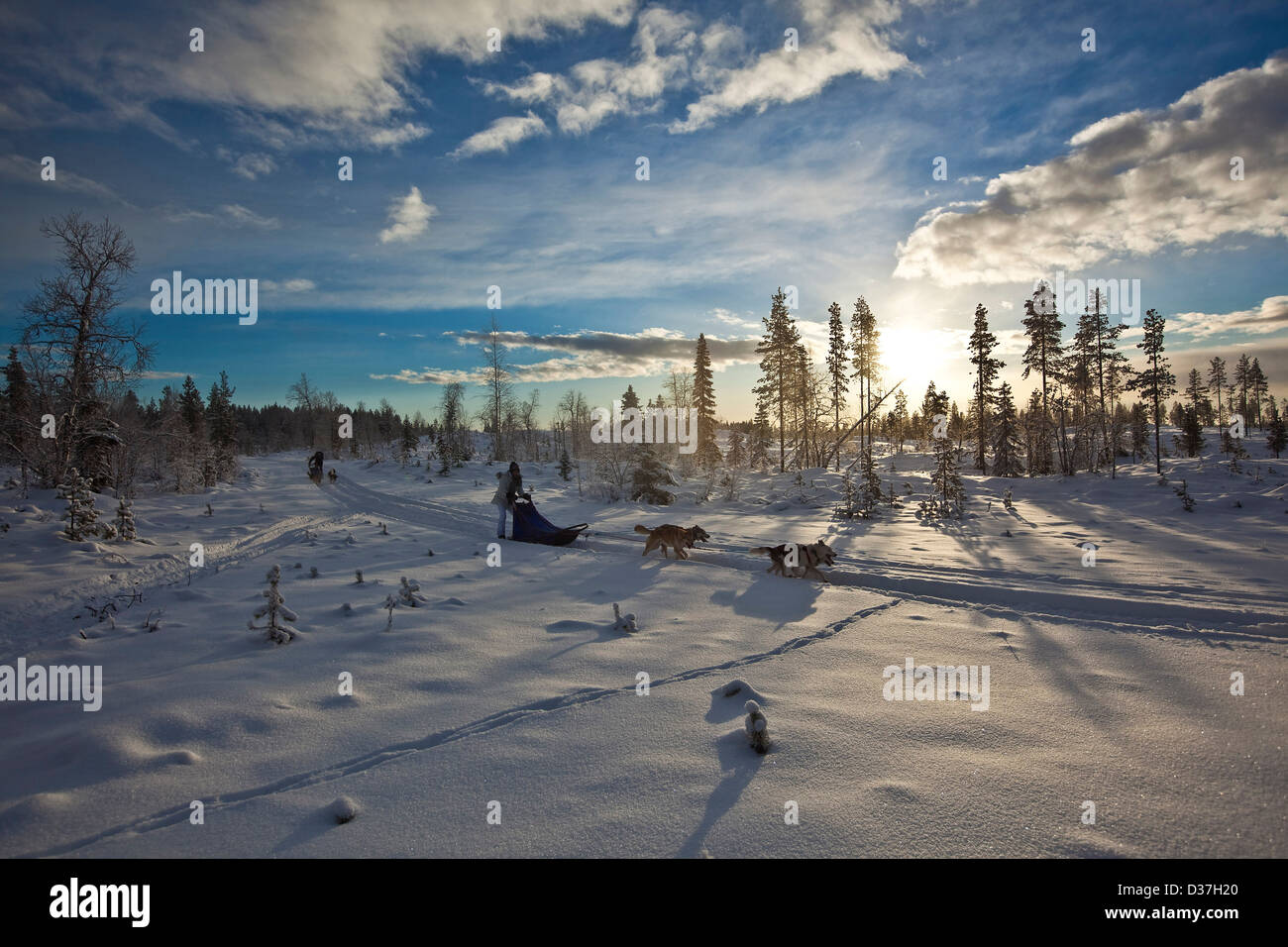 Huskies ziehen Schlitten entlang Schnee, Lappland Stockfoto