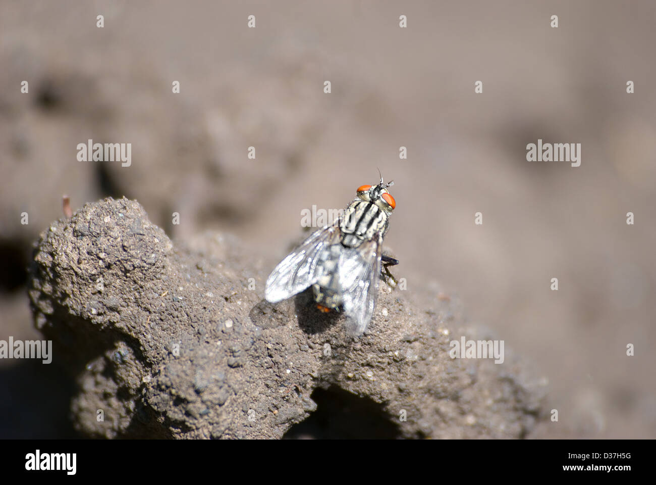 Die Fliege sitzt auf Scholle die Erden Stockfoto