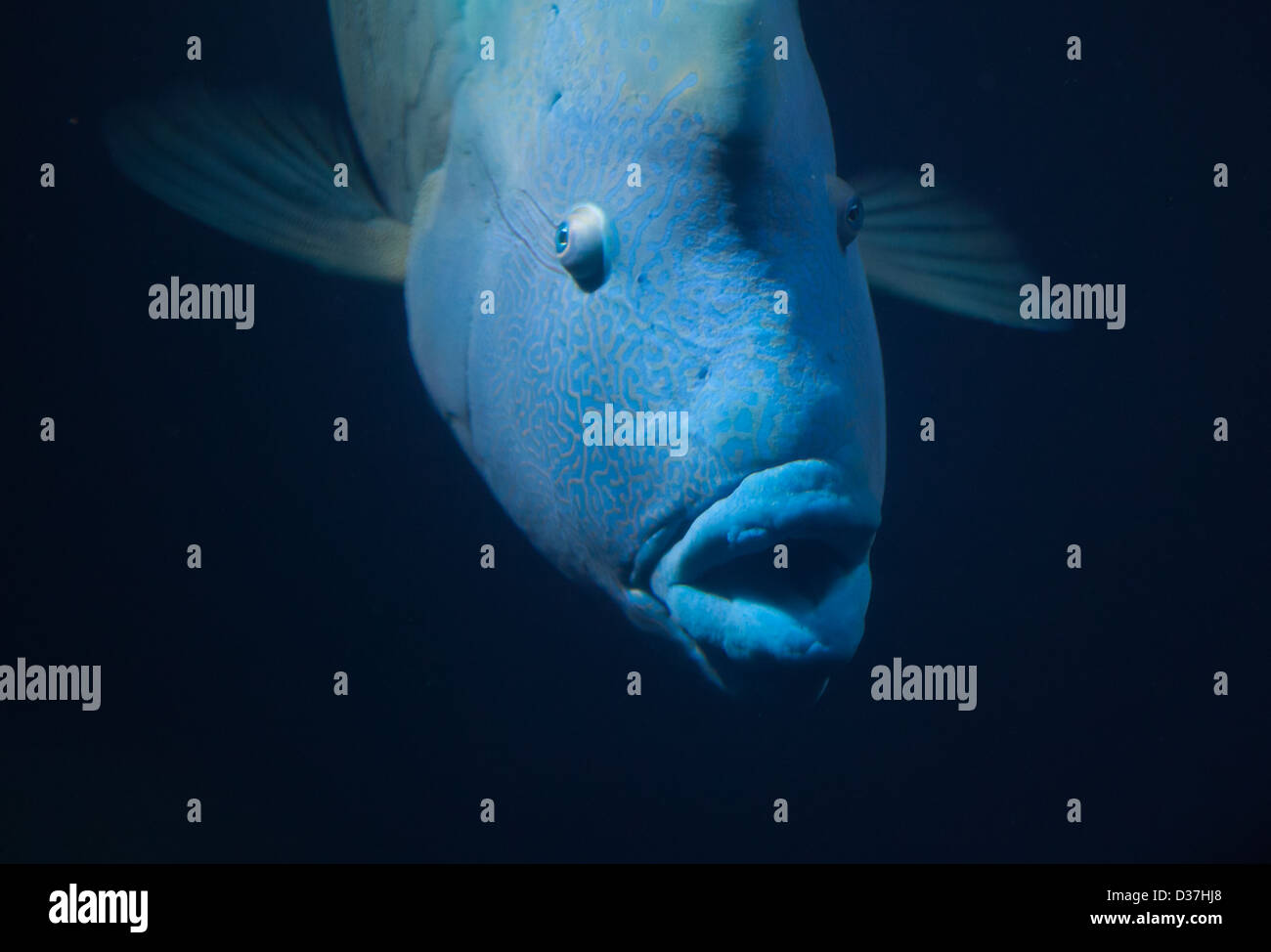 Große blaue Fische schwimmen (NapoleonLippfische Stockfotografie Alamy