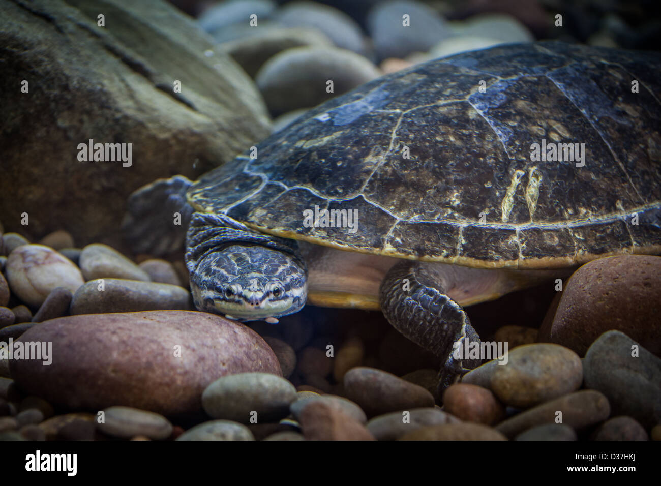 Unterwasser Sumpfschildkröte und Kiesel Stockfoto
