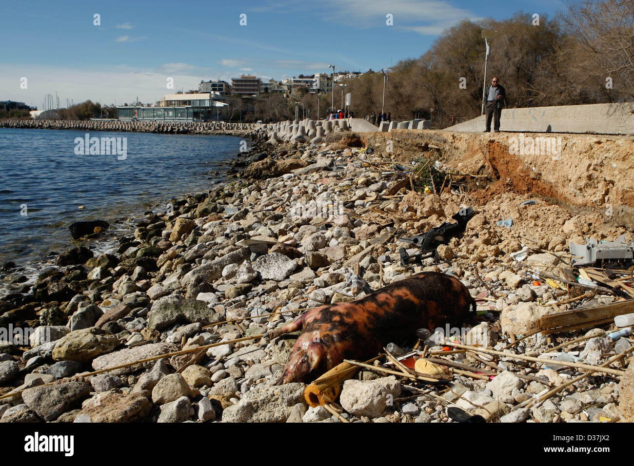 12. Februar 2013 - Faliro, Griechenland - A tote Schwein am Strand unter mit Schund hinter einer der das Hauptstadion für die Olympischen Spiele in Faliro Bezirk in der Nähe von Hafen von Piräus. (Bild Kredit: Aristidis Vafeiadakis/ZUMAPRESS.com ©) Stockfoto