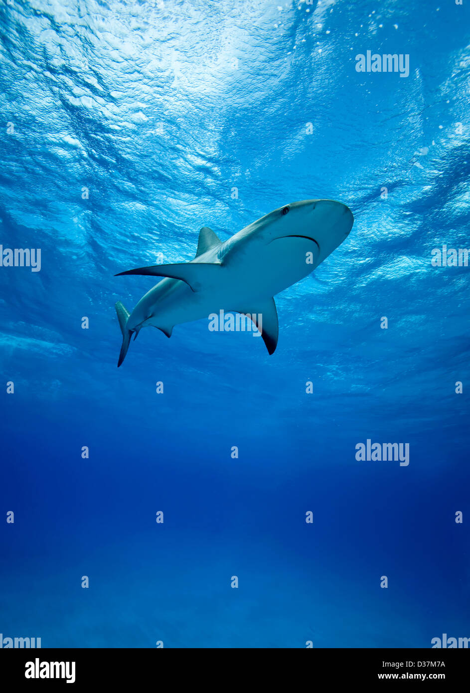Riffhaie Schwimmen unter Wasser Stockfoto