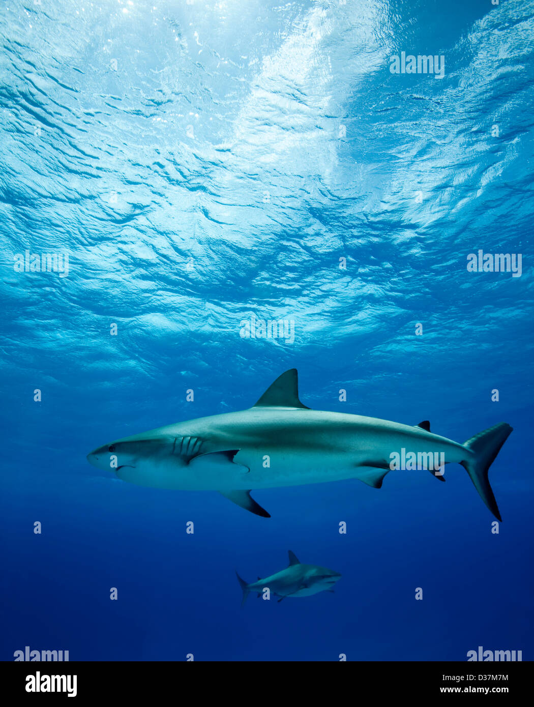 Riffhaie Schwimmen unter Wasser Stockfoto