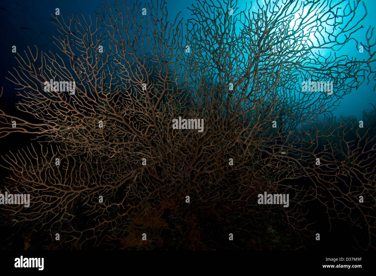Korallenriff im tropischen Wasser Stockfoto