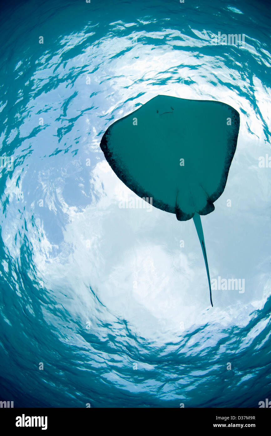 Ray Schwimmen unter Wasser Stockfoto