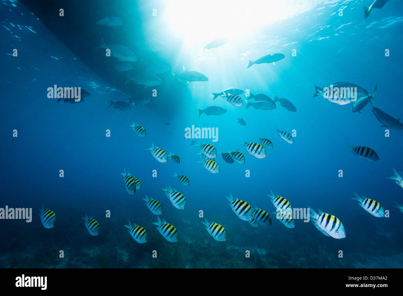 Bunte Fische schwimmen im tropischen Wasser Stockfoto