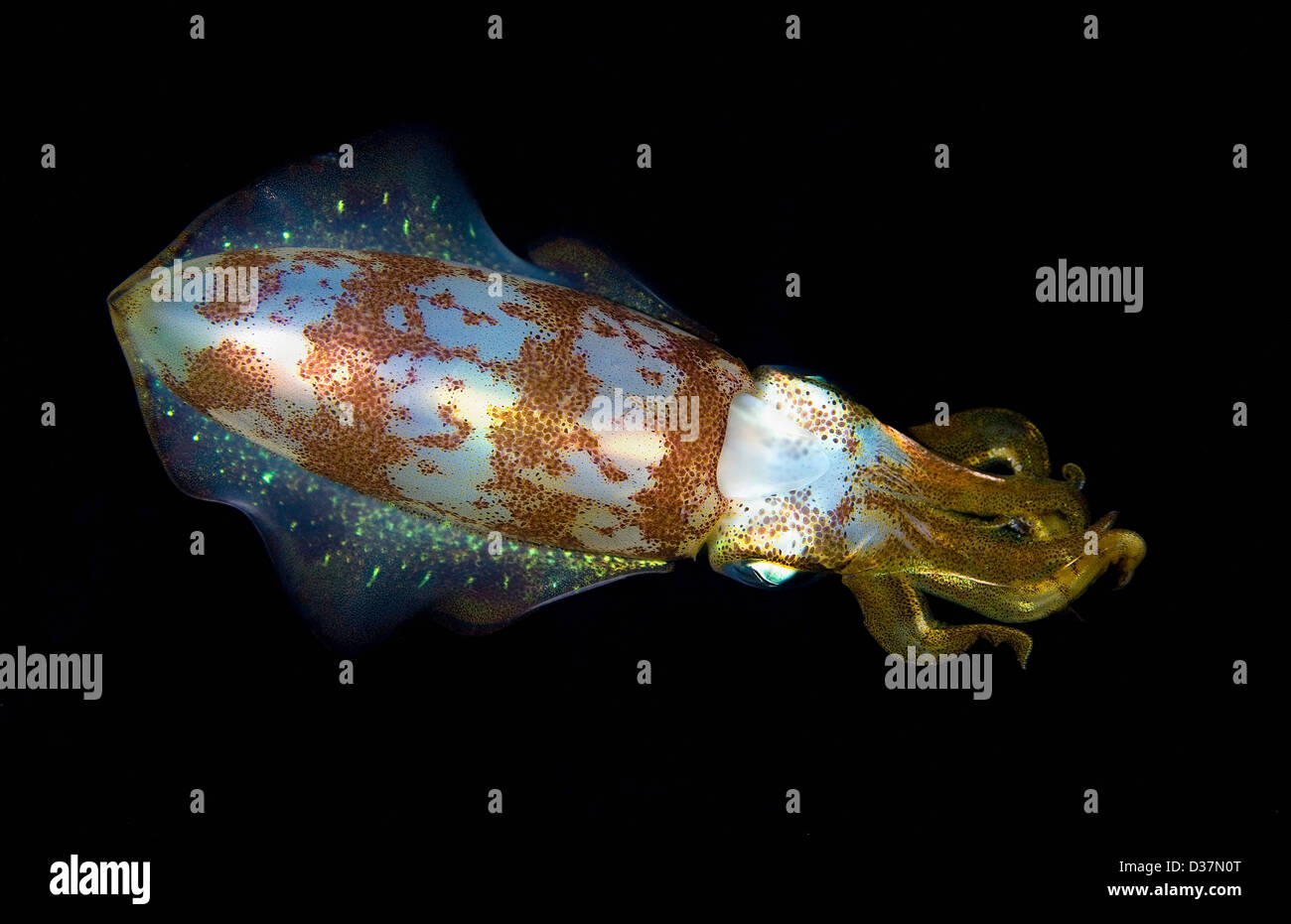 Nahaufnahme von Squid unter Wasser in der Nacht Stockfoto