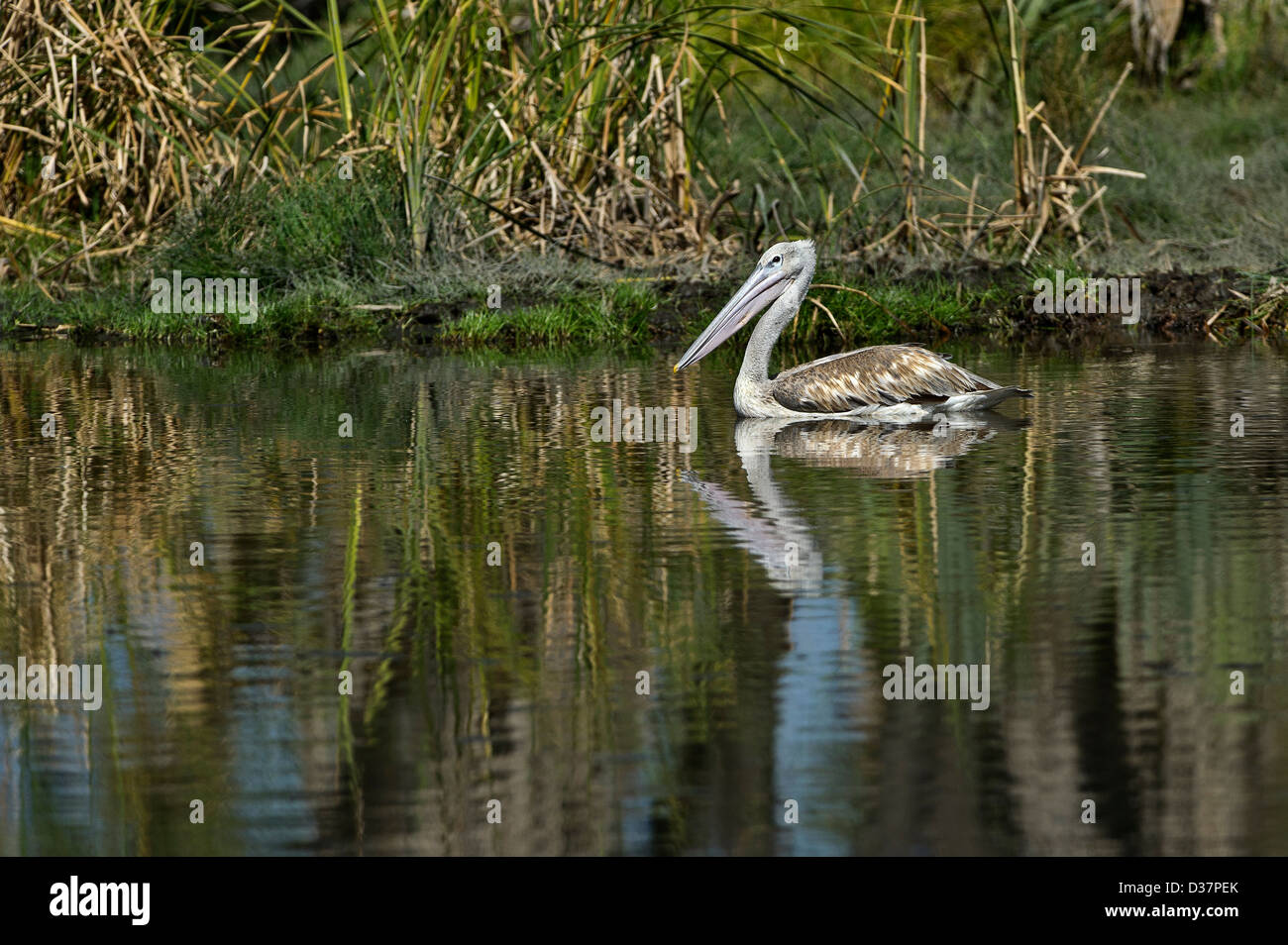 ein rosa-backed Pelican, Awash NP, Äthiopien Stockfoto