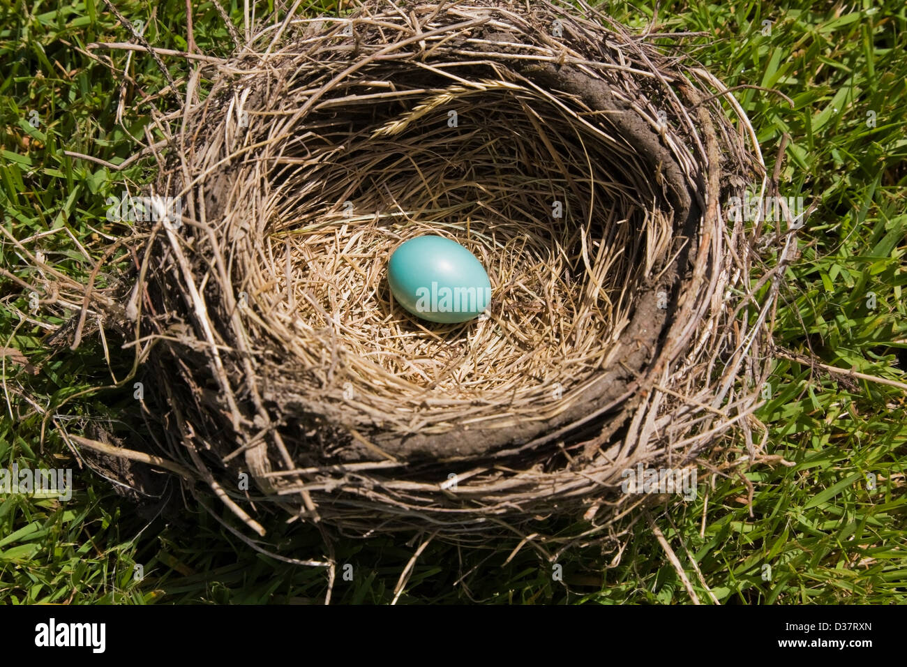 Blaues Ei im Nest des Vogels Stockfoto