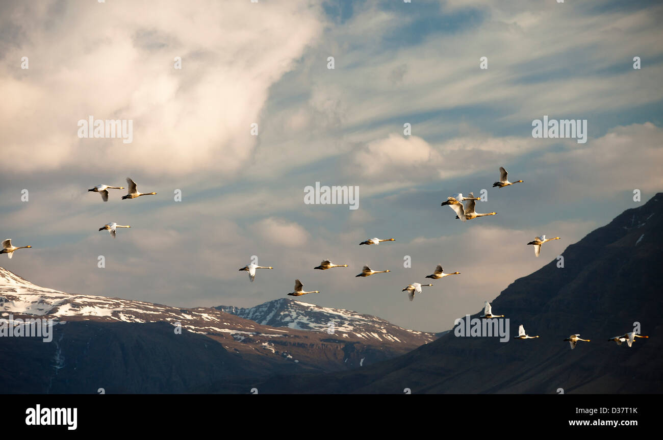 Vögel fliegen über ländliche Landschaft Stockfoto