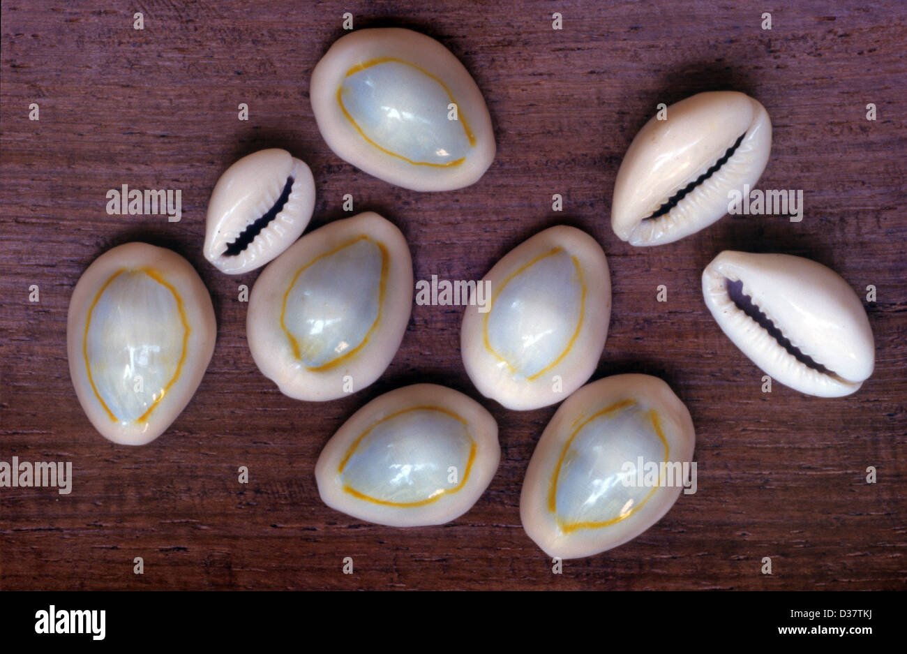 Gold-Ringelkuhhirsche, Gold Ring Cowry, Ring Top Cowrie, Ring Cowrie oder Ring Cowry Muscheln, Monetaria annulus, als primitive Form des frühen Geldes oder Austausch auf Indo-Pazifik-Inseln verwendet Stockfoto