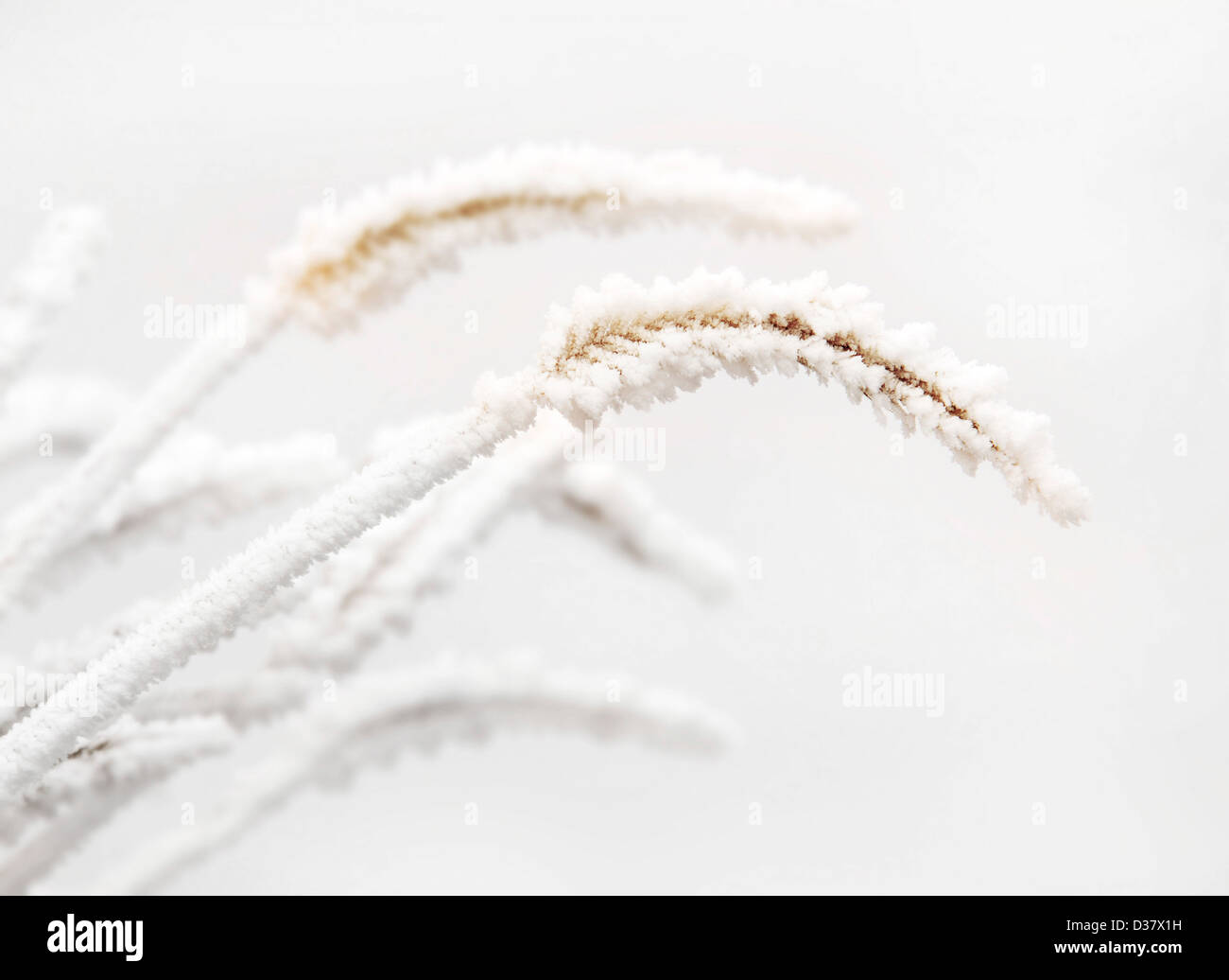 Nahaufnahme von getrockneten Pflanzen mit Frost bedeckt Stockfoto