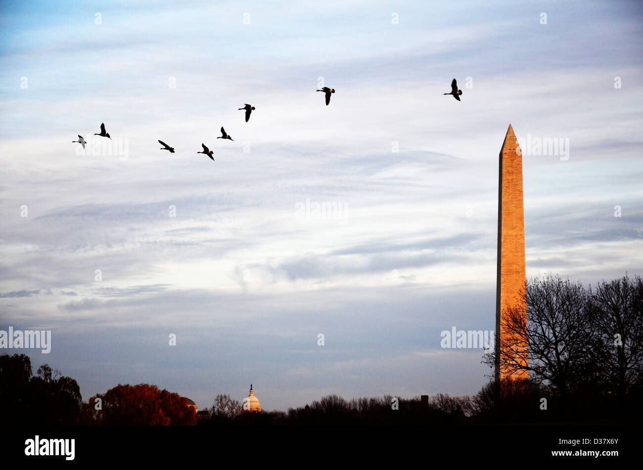 Gänse in Luft mit Washington Monument und dem US Capitol Building im Hintergrund Stockfoto