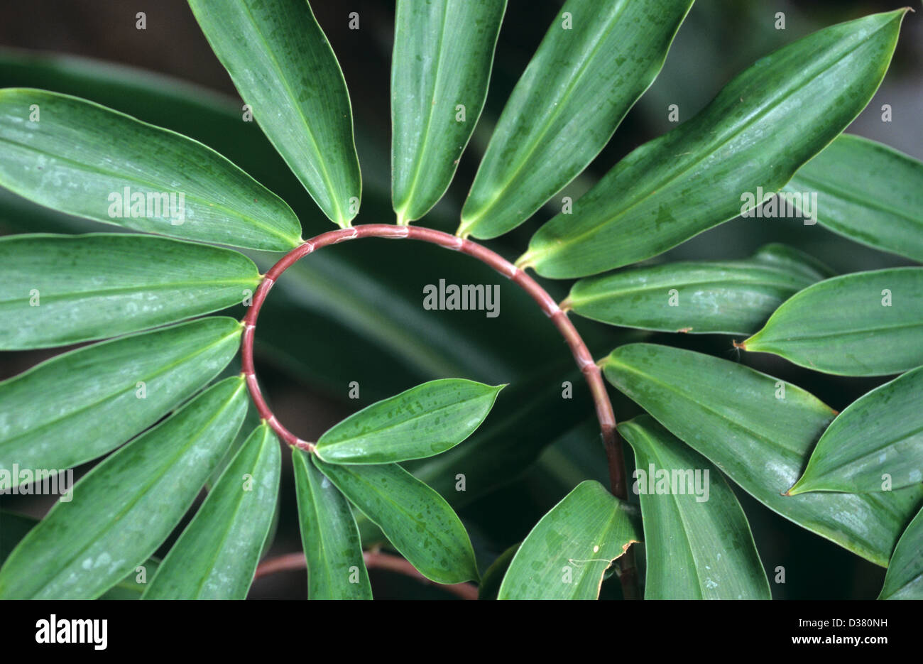 Markante gekrümmte Blatt Wedel oder spiralförmig angeordnete Blätter von Crêpe Ingwer Plant aka Spiral Ingwer Costus speciosus oder Cheilocostus speciosus Stockfoto