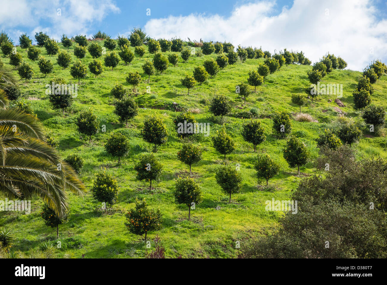 Eine große orange Grove an einem steilen Hang in der Nähe von Carpinteria, Kalifornien. Stockfoto