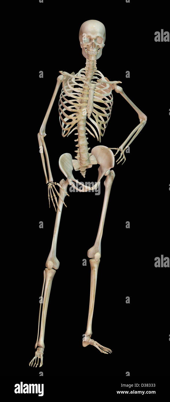 Digital erzeugte Bild des menschlichen Skeletts Stockfoto