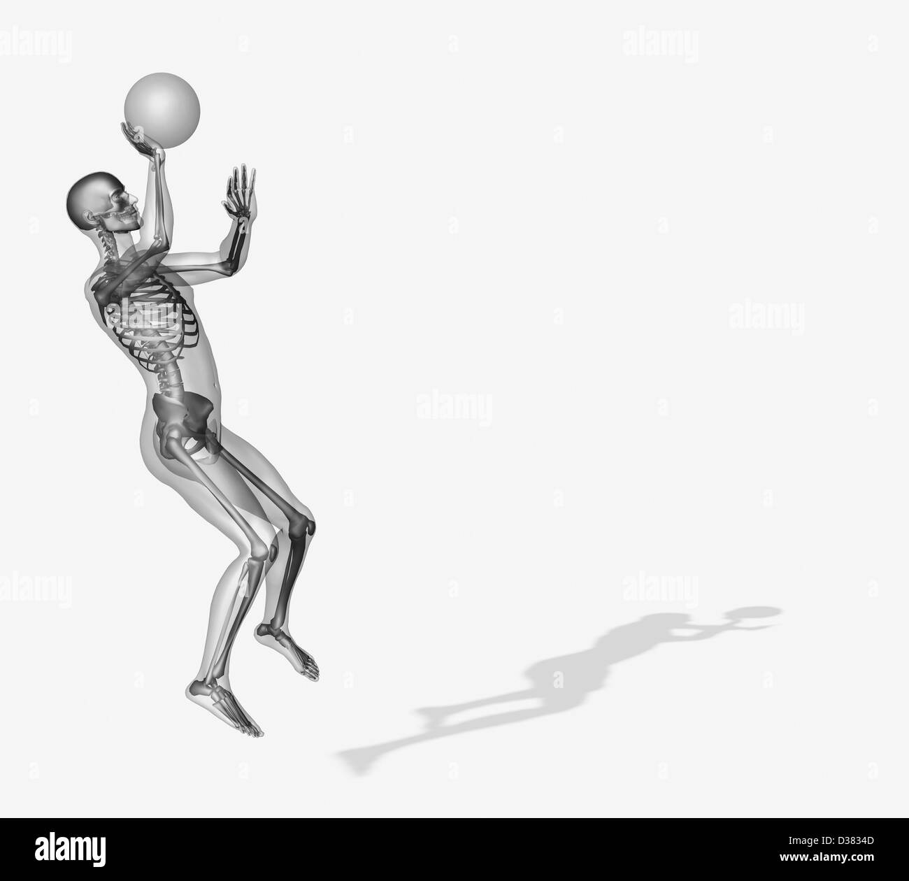 Menschliches Skelett Basketball spielen Stockfoto