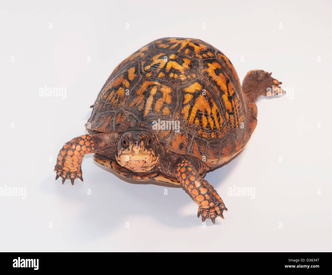 Studioaufnahme von turtle Stockfoto