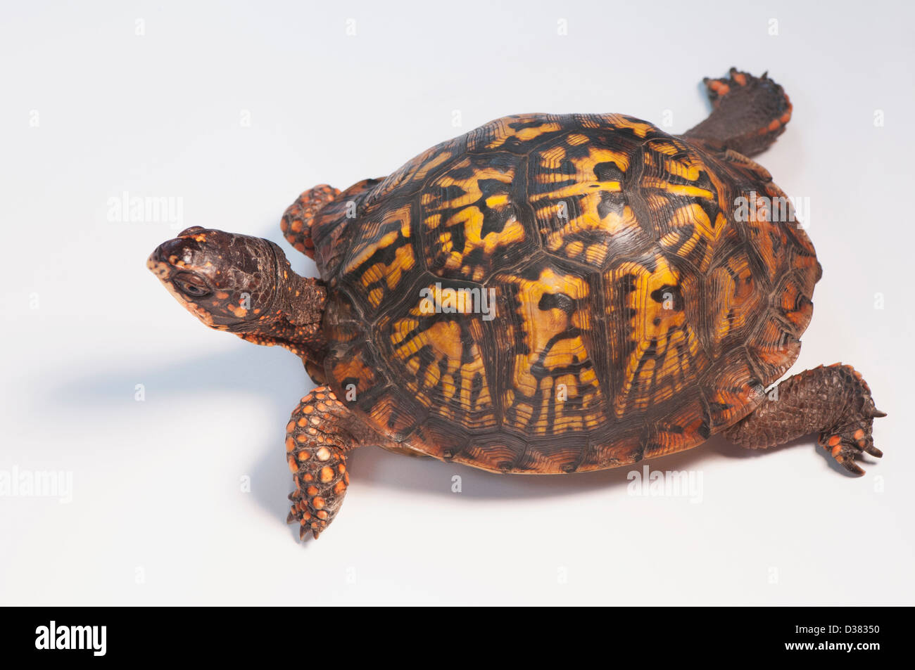 Studioaufnahme von turtle Stockfoto