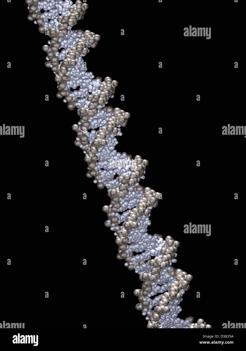 3D Modell der Doppelhelix Stockfoto
