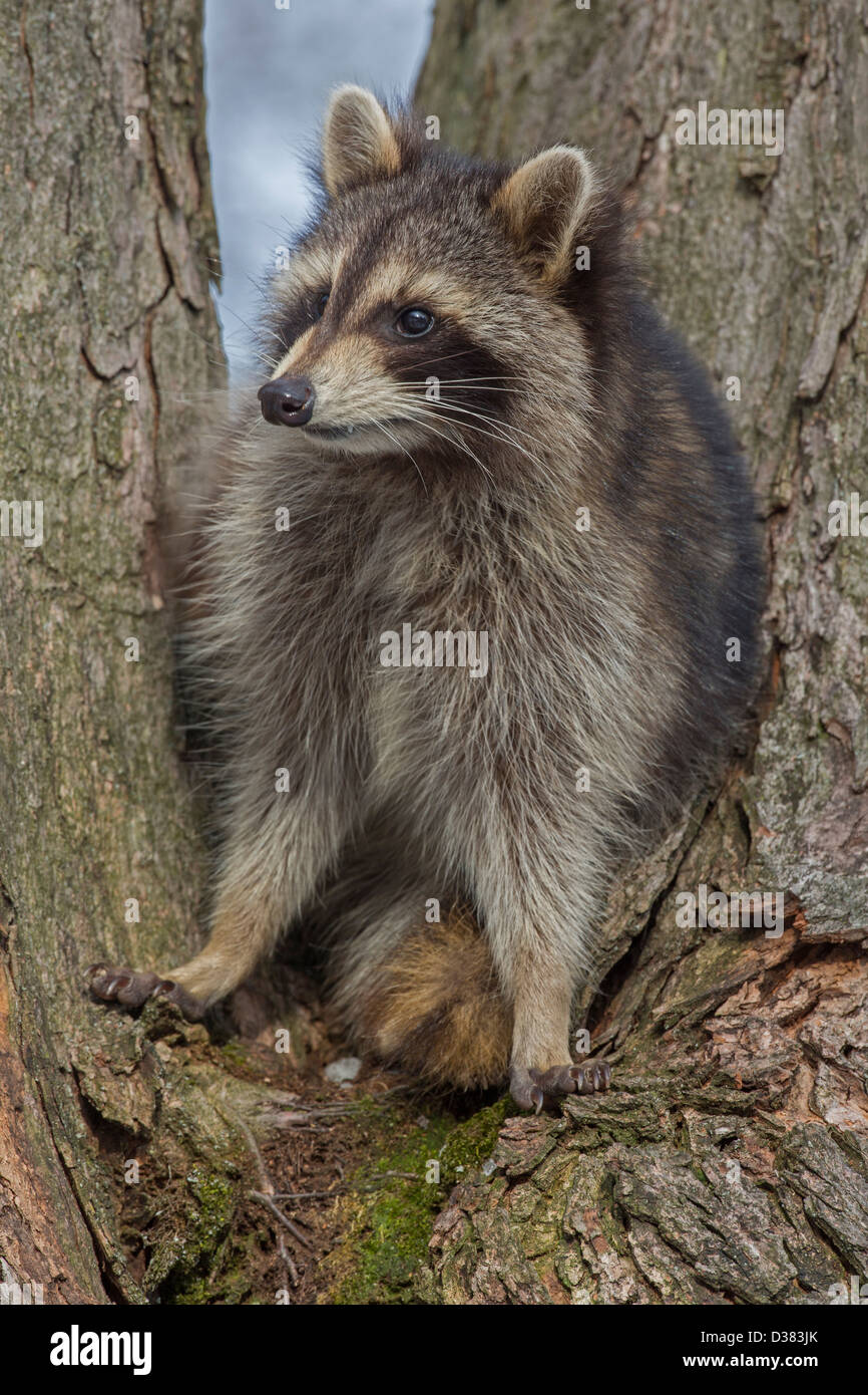 Waschbär (Procyon Lotor), New York, im Baum Stockfoto
