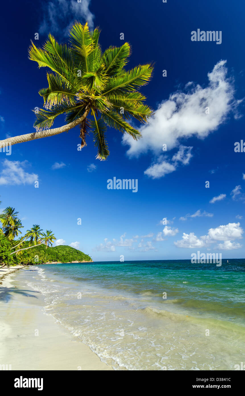 Weißen Sand-Strand mit einer Palme hängen über es in der Karibik Stockfoto