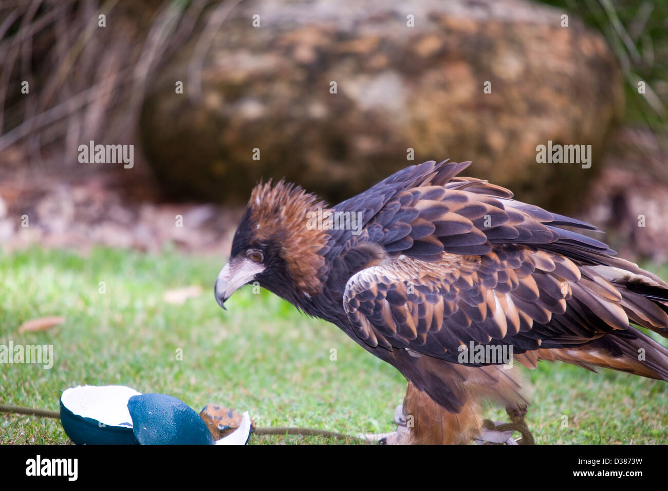 Schwarzes-breasted Bussard zeigen Birds Of Prey auf dem Flugdeck, Territory Wildlife Park, Berry Springs, NT, Australien Stockfoto
