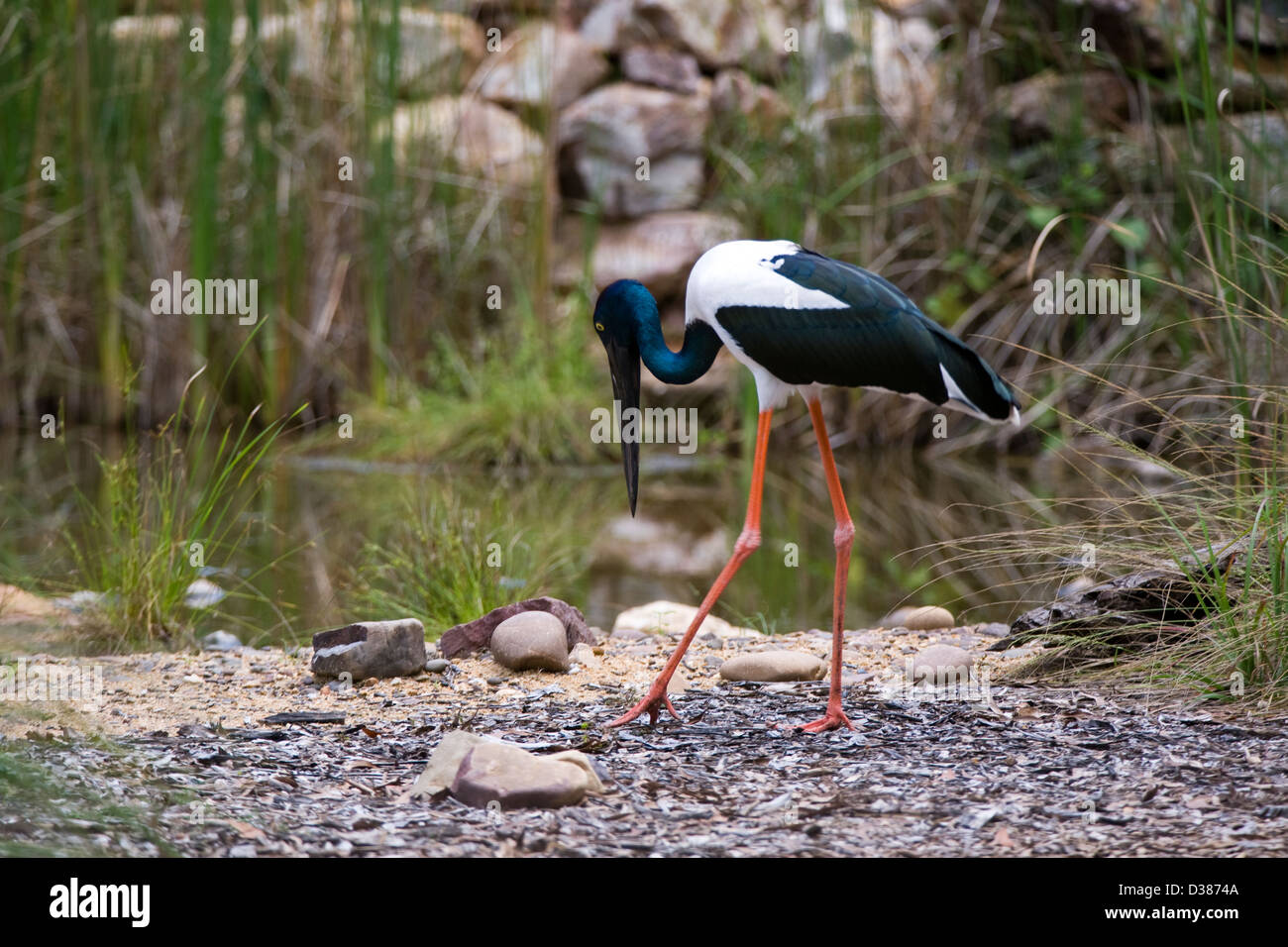 Schwarz-necked Storch, Territory Wildlife Park, Berry Springs (in der Nähe von Darwin), Northern Territory, Australien Stockfoto