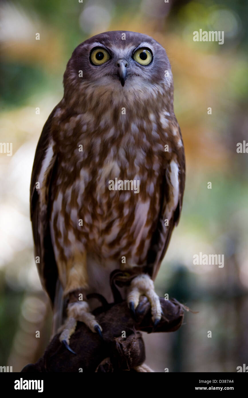Bellende Eule, Territory Wildlife Park, Berry Springs, Northern Territory, Australien Stockfoto