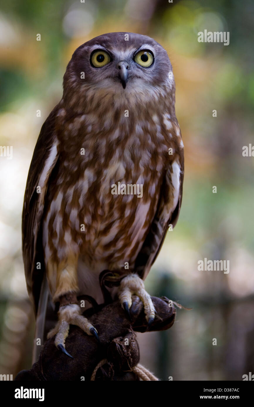 Bellende Eule, Territory Wildlife Park, Berry Springs, Northern Territory, Australien Stockfoto