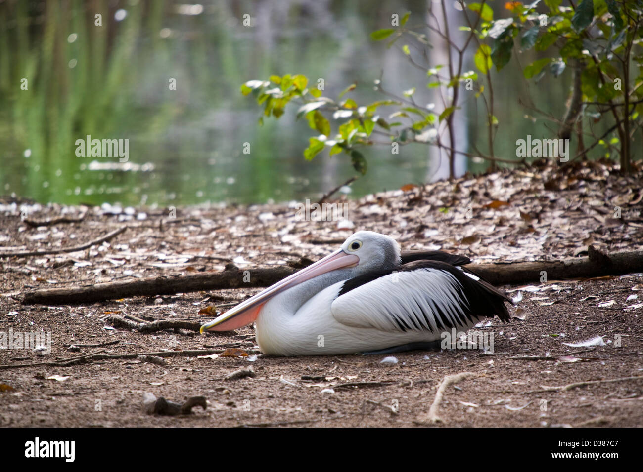 Australischer Pelikan, Territory Wildlife Park, Berry Springs (in der Nähe von Darwin), Northern Territory, Australien Stockfoto