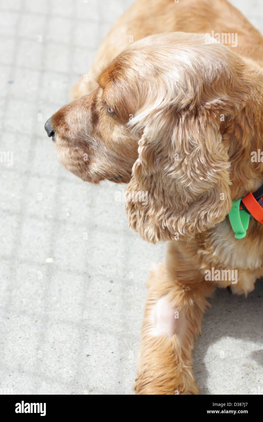 Cocker Spaniel in seiner Feder, wartet auf einen neuen Besitzer in dem Tierheim Stockfoto