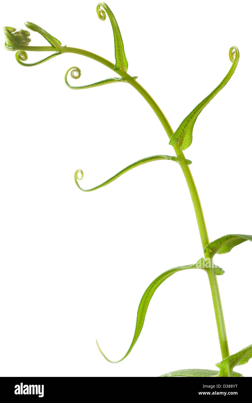 tropische Pflanze - Farn Stockfoto